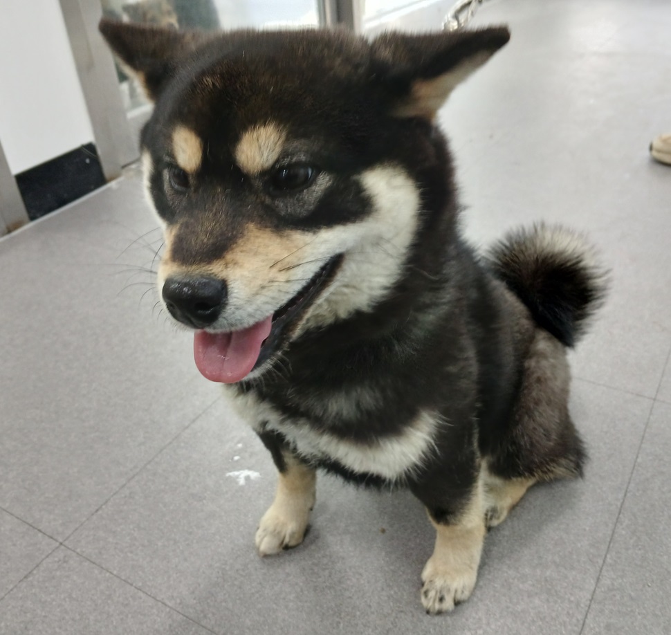 김천시 동물보호센터_447506202500047